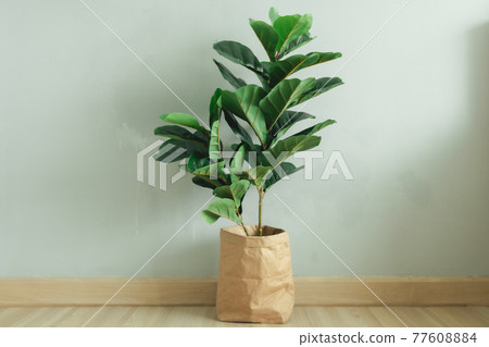 Fiddle Leaf Fig big leave plant with paper pot in the room of an apartment. Fiddle Leaf Fig big leave plant with paper pot in the room of an apartment. 77608884