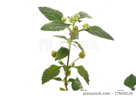 甜藥草墨西哥 甜藥草墨西哥 77609226