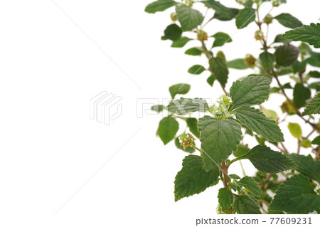 甜藥草墨西哥 甜藥草墨西哥 77609231