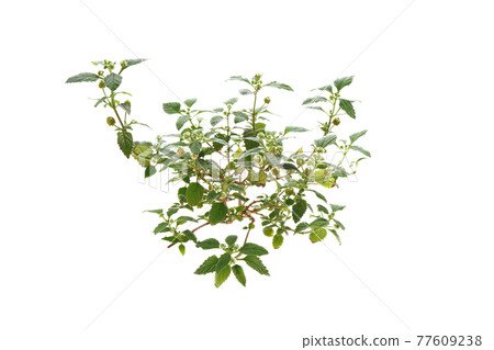 甜藥草墨西哥 77609238