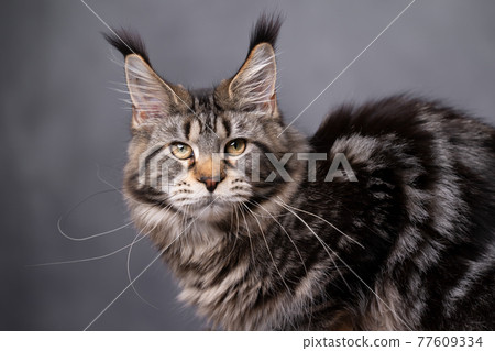 black tabby classic maine coon cat portrait on gray background 77609334