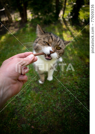 pet owner hand feeding cat with snack outdoors 77609336