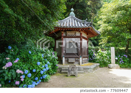 Yatadera Hydrangea and Sharido 77609447