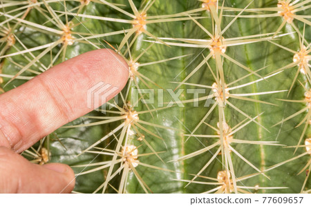 Cactus and finger, danger! Cactus and finger, danger! 77609657