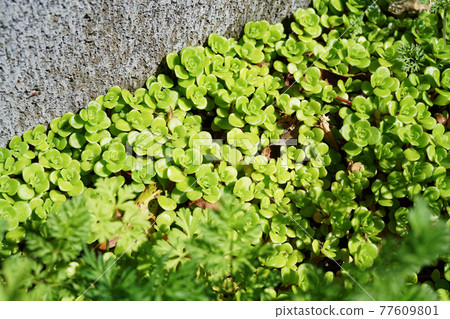 Maruba Mannungsa Maruba Mannungsa 77609801