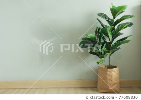 Fiddle Leaf Fig big leave plant with paper pot in the room of an apartment. 77609830