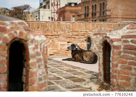 a homeless spayed dog lies on the street a homeless spayed dog lies on the street 77610248
