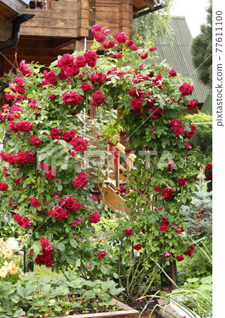 formal garden with red wattled rose on country house background formal garden with red wattled rose on country house background 77611100
