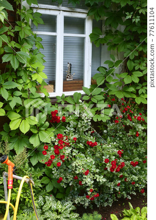 country house window with wild grape plant and red roses bush country house window with wild grape plant and red roses bush 77611104