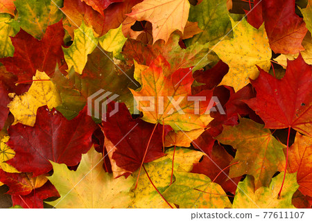autumn golden red green maple leafs background texture close up photo autumn golden red green maple leafs background texture close up photo 77611107