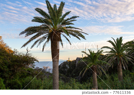 色崎棕櫚樹 77611336
