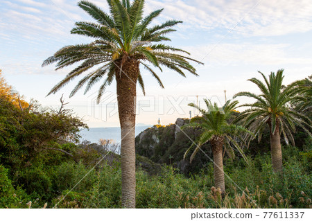 Irozaki palm trees 77611337