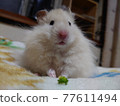 An even more cute hamster when viewed from the front 77611494