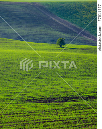 Beautiful and colorful abstract landscape, with rolling hills and green wheat fields in South Moravia, Czech Republic 77611577