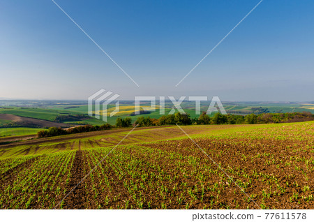 Beautiful and colorful abstract landscape, with rolling hills, green wheat fields and yellow rape fields in South Moravia, Czech Republic 77611578