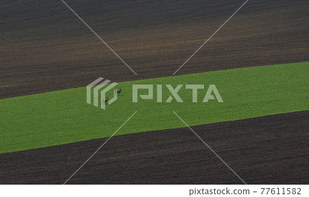 Deer in a beautiful and colorful abstract landscape, with rolling hills and green wheat fields in South Moravia, Czech Republic 77611582