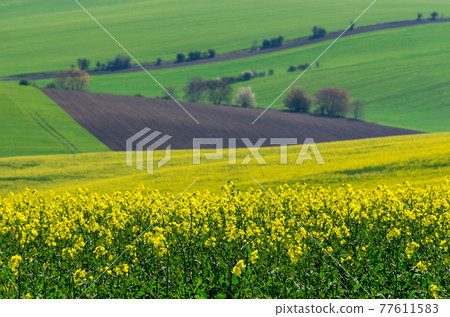 Beautiful and colorful abstract landscape, with rolling hills, green wheat fields and yellow rape fields in South Moravia, Czech Republic 77611583