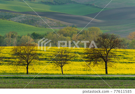 Beautiful and colorful abstract landscape, with rolling hills, green wheat fields and yellow rape fields in South Moravia, Czech Republic 77611585