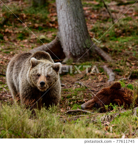 Brown bears in the wild, a large mammal after hibernation, a predator in the wild forest and wildlife. Brown bears in the wild, a large mammal after hibernation, a predator in the wild forest and wildlife. 77611745