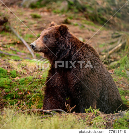 Brown bears in the wild, a large mammal after hibernation, a predator in the wild forest and wildlife. Brown bears in the wild, a large mammal after hibernation, a predator in the wild forest and wildlife. 77611748