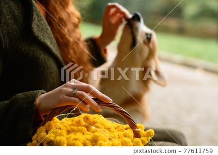 pembroke welsh corgi on a walk in the autumn park,photo session from a corgi, a basket with yellow chrysanthemums. 77611759