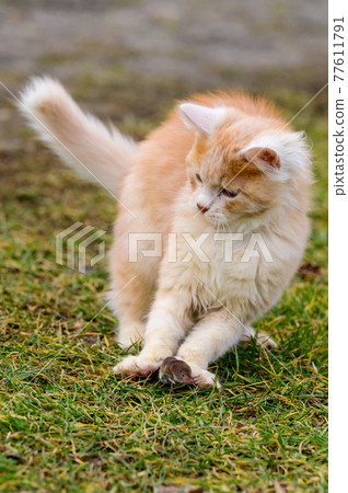 A red cat plays with its prey, cat food, mole and cat. A red cat plays with its prey, cat food, mole and cat. 77611791
