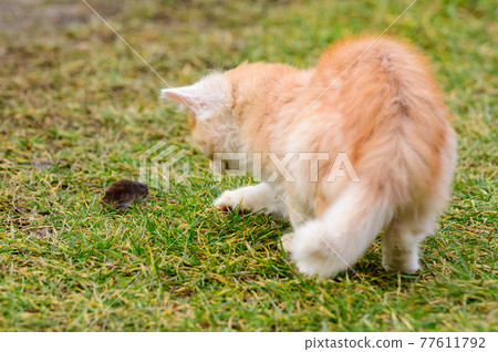 After hunting, a cat plays with its prey, a cat and a mole in nature. After hunting, a cat plays with its prey, a cat and a mole in nature. 77611792
