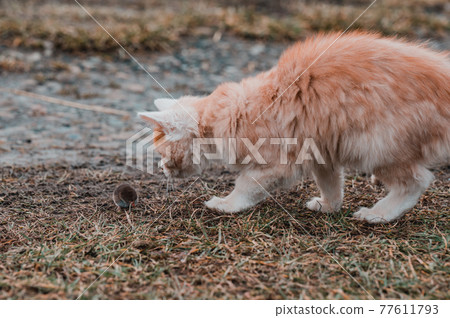 After hunting, a cat plays with its prey, a cat and a mole in nature. 77611793