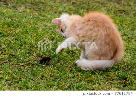 A red cat caught a mole, a cat playing with a mole on the grass, the countryside and animals and rodents. A red cat caught a mole, a cat playing with a mole on the grass, the countryside and animals and rodents. 77611794
