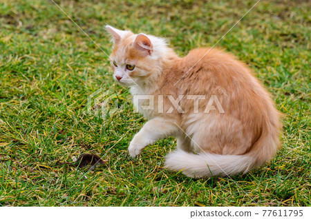 A red cat caught a mole, a cat playing with a mole on the grass, the countryside and animals and rodents. A red cat caught a mole, a cat playing with a mole on the grass, the countryside and animals and rodents. 77611795