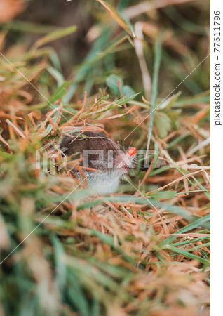 A small gray mole climbed out of the ground, an animal in the grass. A small gray mole climbed out of the ground, an animal in the grass. 77611796