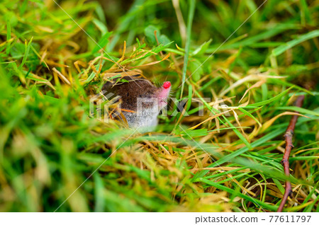 A small gray mole climbed out of the ground, an animal in the grass. A small gray mole climbed out of the ground, an animal in the grass. 77611797
