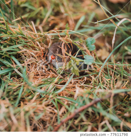 A small gray mole climbed out of the ground, an animal in the grass. 77611798