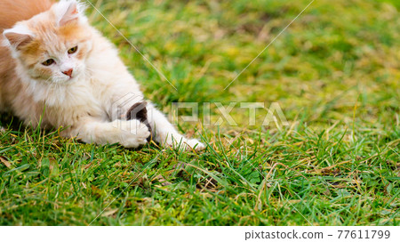 The little red cat hunted the mole, a natural instinct in the cat. The little red cat hunted the mole, a natural instinct in the cat. 77611799