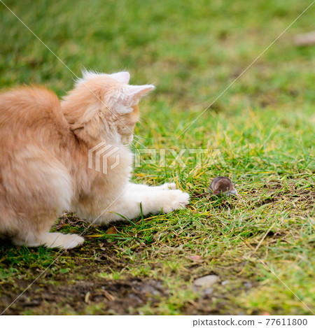 The little red cat hunted the mole, a natural instinct in the cat. 77611800
