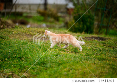 The little red cat hunted the mole, a natural instinct in the cat. The little red cat hunted the mole, a natural instinct in the cat. 77611801