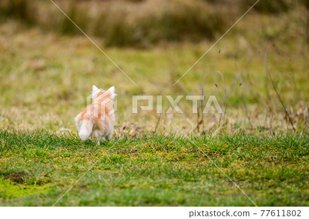 The little red cat hunted the mole, a natural instinct in the cat. The little red cat hunted the mole, a natural instinct in the cat. 77611802
