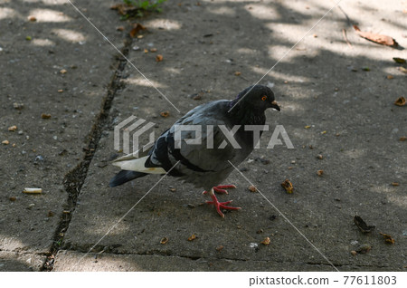 Wildlife, one pigeon walks on the ground in search of food. Wildlife, one pigeon walks on the ground in search of food. 77611803