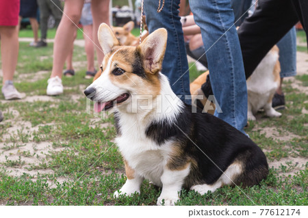 Purebred thoroughbred pet small dog welsh corgi sits in a park outdoors on the grass among many human legs Purebred thoroughbred pet small dog welsh corgi sits in a park outdoors on the grass among many human legs 77612174
