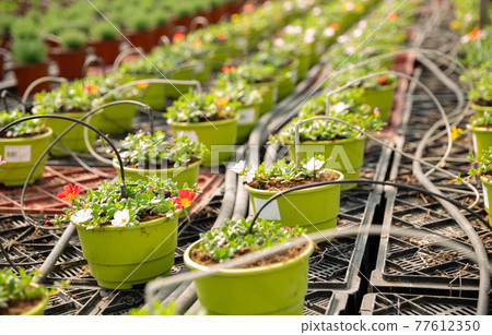 Pots with flowering portulaca in greenhouse 77612350
