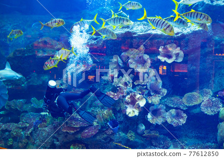 Diver feeding fishes in aquarium, view from glass 77612850