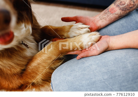 Woman holding dog's paws in her hands on the floor close up 77612910