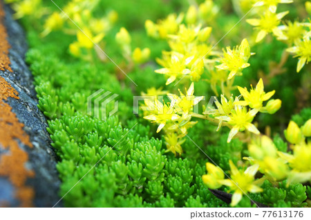 Goldmoss stonecrop 77613176