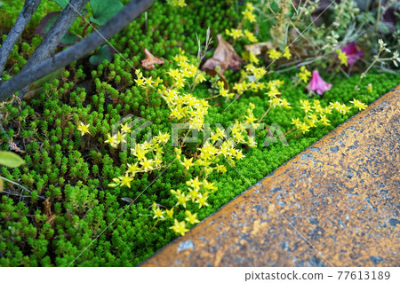 Goldmoss stonecrop 77613189