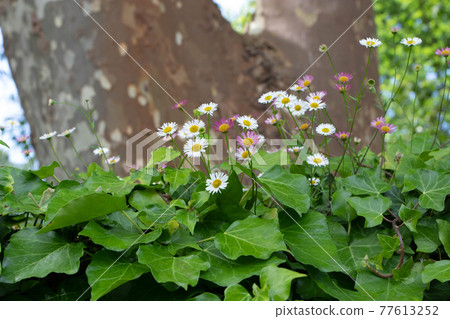 Spanish daisy flowers on the old stone fence Spanish daisy flowers on the old stone fence 77613252