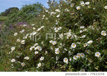Cistus ladanifer or gum rockrose abundantly flowering plants 77613256