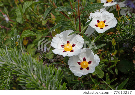 Cistus ladanifer white spotted flowers with crumpled petals Cistus ladanifer white spotted flowers with crumpled petals 77613257