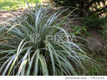 Astelia chathamica or silver spear plant in the garden Astelia chathamica or silver spear plant in the garden 77613265