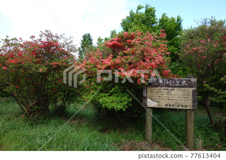 赤城神社參道處的杜鵑花林立 赤城神社參道處的杜鵑花林立 77613404