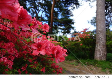 Azaleas lined with pine trees on the approach to Akagi Shrine Azaleas lined with pine trees on the approach to Akagi Shrine 77613407
